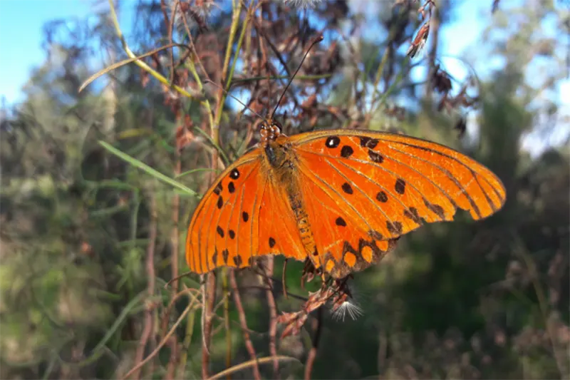 insectos